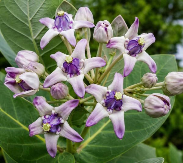 akanda phool