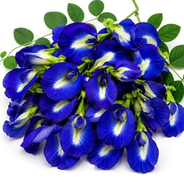 aparajita phool