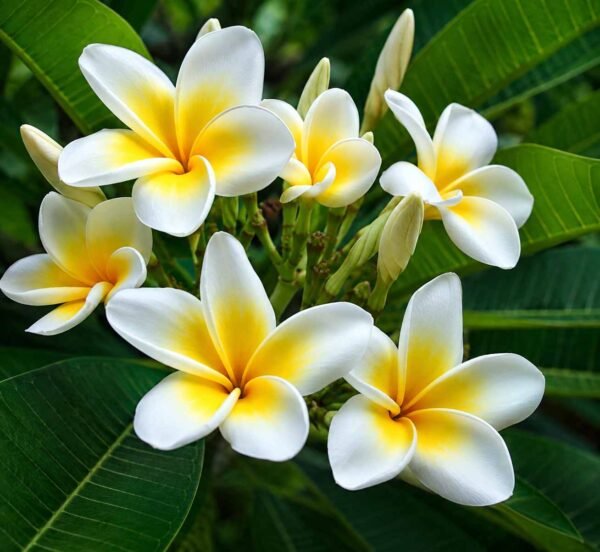champa phool