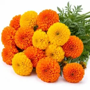 Gendha phool