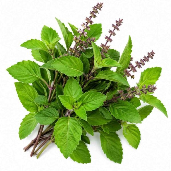 tulsi pata